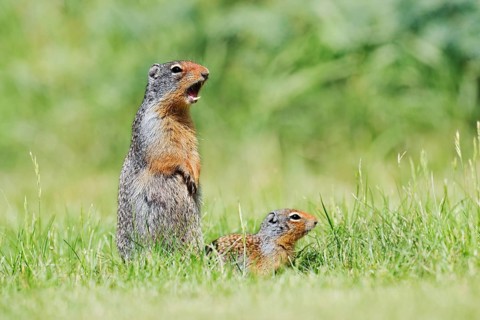 Columbia ground squirrel (Urocitellus columbianus, Spermophilus columbianus), a calling female with