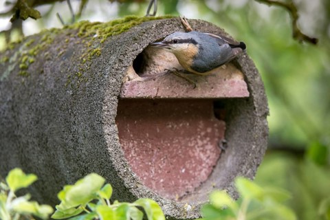 Nuthatch, Sitta Europaea, Birds, Nest Box, Passeri, Songbirds, Birds