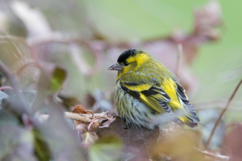 Carduelis spinus, siskin, spinus spinus, siskin, birds, male, passeri, songbirds, birds