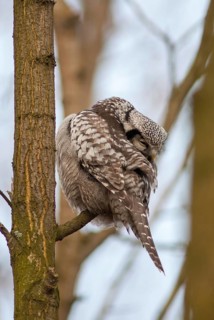 Hawk owl, sparrow owl, surnia ulula, birds, owls, plumage care, high size, portrait format,