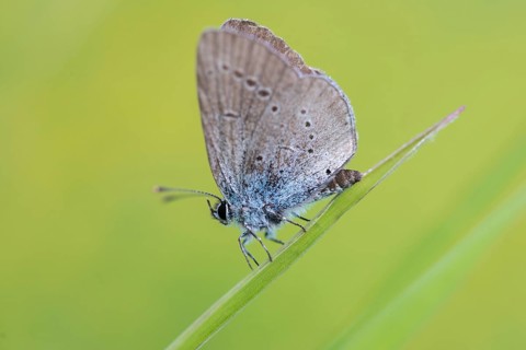 Cupid minimus, little blue, blue, butterfly, insects, butterfly, butterflies, butterflies