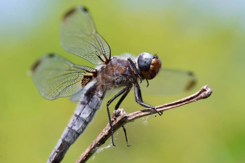 Libellula fulva, scarce chaser, spike spot, anisoptera, damselflies, dragonflies, insects,