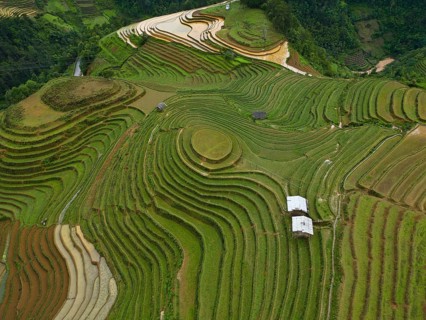 Aerial view of rice terraces setting new fresh green rice, new fresh green rice seedlings at Mù