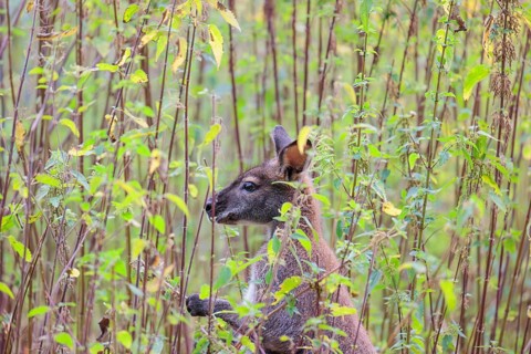 A red-necked wallaby (Macropus rufogriseus) sits on a cloudy day amidst tall, dense clumps of