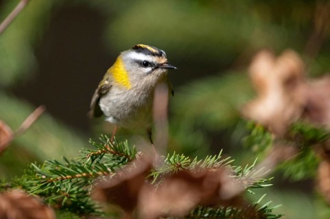 Common firecrest, golden chickens, regulus ignicapillus, golden chickens, birds, passeri,