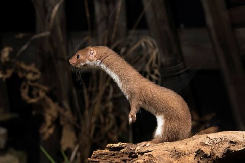 Carnivora, least weasel, mouse weasel, mustela nivalis, predators, mammals, raptors, mammals