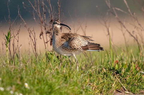 Numenius phaeopus, curlew, whimbrel, birds, charadriiformes, limicoles, snipe birds, scolopacidae,