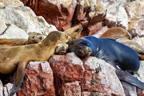 Sea lions rest on red rocks, surrounded by rocky scenery, relaxed and peaceful. The South American