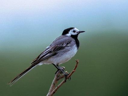 Wagtail, Motacilla Alba, White Wagtail, Birds, Leo, Passeri, Songbirds, Birds
