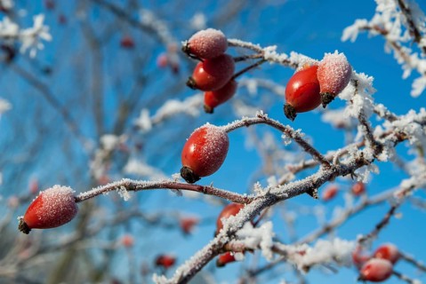 Dog rose, pink canina, dog rose, flora, fruits, dogrose, plants, hoarfrost, rime, winter
