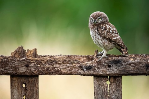 Little owl (Athene noctua), Vechta, Lower Saxony, Germany