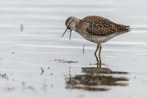 Bruchwasserlaeufer, tringa glareola, wood sandpiper, birds, charadriiformes, swamps, limikolen,