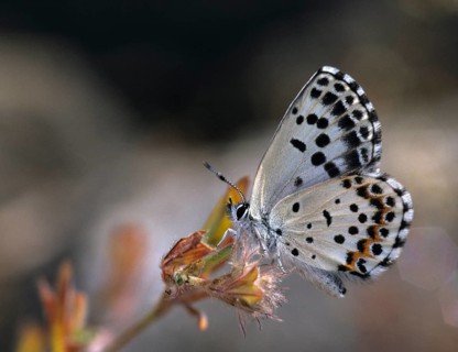 Chequered blue, bluebird, Scolitantides Orion, butterfly, insects, butterfly, butterflies