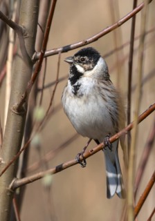 Emberiza Schoeniclus, reed bunting, birds, high size, portrait format, male, passeri, songbirds,