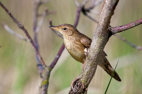 Brandenburg, Common Grasshopper Warbler, Germany, Grasshopper Warbler, Locustella Naevia, Nabu,