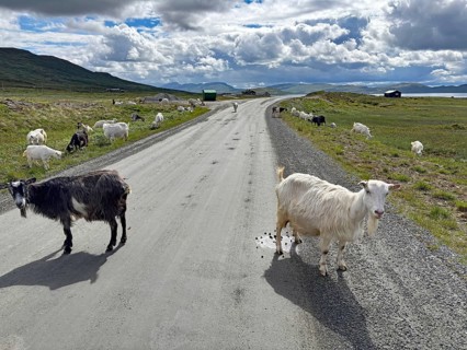 Goats run free on a country road in a rural, hilly area, Radreise, Jotumheimvegen, Mjolkevegen,