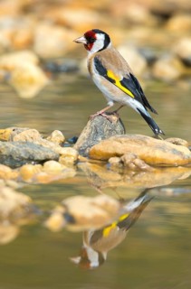 Carduelis carduelis, goldfinch, goldfinch, goldfinch, bath, bird bath, birds, high size, portrait