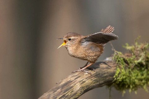 Troglodytes troglodytes, wren, birds, song, passeri, singing, songbirds, birds