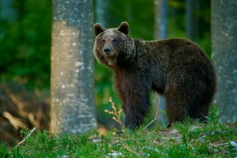 A powerful brown bear stands in the forest, looking intently, European brown bear (Ursus arctos),
