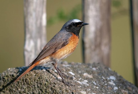 Garden redtail, Phoenicurus phoenicurus, redstart, birds, garden fence, garden birds, garden fence,