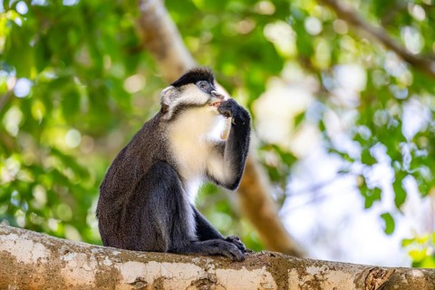 Red-tailed guenon or Congo white-nosed guenon (Cercopithecus ascanius schmidti), sitting on a tree,