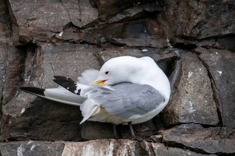 Black-legged Kittiwake, Black-legged Kittiwake, Norway, Rissa Tridactyla, Varanger, Birds,