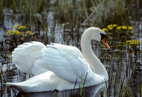 Cygnus olor, mute swan, anatidae, birds, duckbirds, mute swan, male, swan, swans, swans, birds,