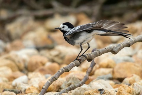 Wagtail, Motacilla Alba, White Wagtail, Birds, Passeri, Songbirds, Birds