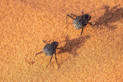 Two fog-drinking beetles (Onymacris unguicularis), with strong wind and sand, Toktokkie beetles, in