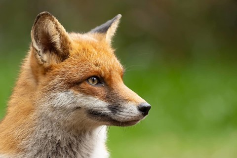Red fox (Vulpes vulpes) adult animal head portrait, England, United Kingdom