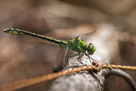 Green culbtail, green snaketail, green wedge, ophiogomphus cecilia, anisoptera, damselflies,