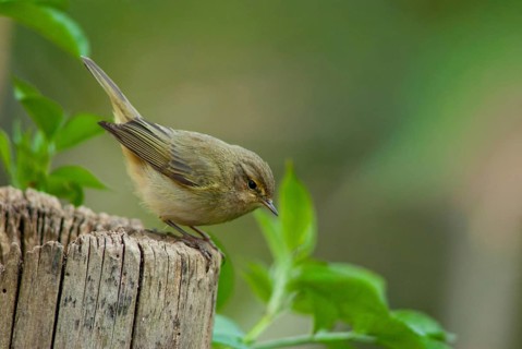 Chiffchaff, Phylloscopus collybita, Zilpzalp, Birds, Spring, Passeri, Songbirds, Jump, Birds