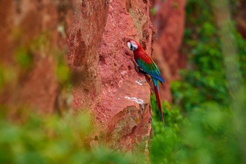 A parrot clings to reddish rocks surrounded by lush greenery, Green-winged Macaw, or Dark Red Macaw