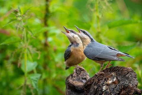 Nuthatch, sitta europaea, birds, adolescent, juvenile, passeri, songbirds, songbirds, birds