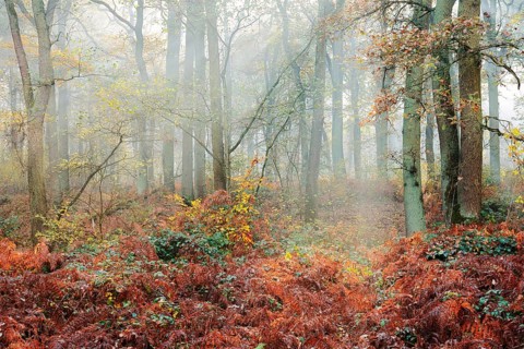 Deciduous forest with eagle fern (Pteridium aquilinum) in autumn, North Rhine-Westphalia, Germany