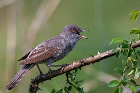 Barred Warbler, Brandenburg, Germany, Nabu, national natural heritage, Grünhaus natural paradise,