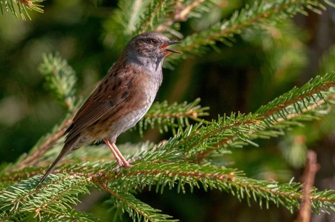 Dunnock, Dunnock, Prunella modularis, birds, song, passeri, singing, songbirds, birds