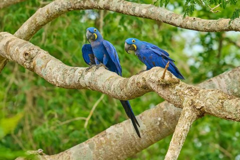 Two hyacinth macaws on a tree with lush foliage in the background, Hyacinth Macaw (Anodorhynchus