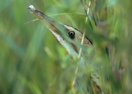 Bitters, Botaurus stellaris, bittern, birds, leo, herons, walking birds, waitbirds, birds