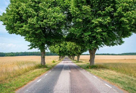 Stright country road with row of trees and through landscape with fields of ripe barley in Ystad