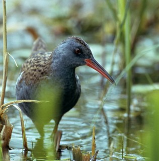 Rallus aquaticus, water rail, birds, gruiformes, high size, portrait, crane birds, rails, railings,