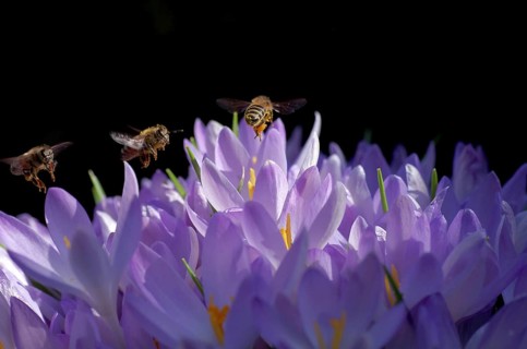 Crocuses (Crocus), bees (Apiformes), purple, funny, Three honeybees fly one after the other over