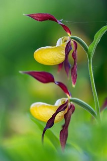 European lady's slipper (Cypripedium calceolus), orchid family (Orchidaceae), Bergsteig, Upper