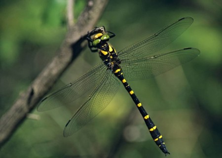 Cordulegaster bidentata, striped spring maiden, sombre golden ring, anisoptera, damselflies,