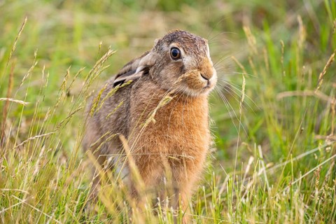 European hare (Lepus europaeus) Germany