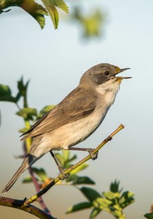Rattleswarbler, Lesser Whitethroat, Sylvia Curruca, Birds, Call, Song, High Size, Portrait,