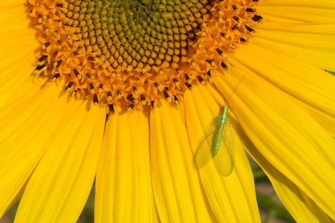 Lacewing (Chrysoperla carnea) adult insect resting on a sunflower flower in summer, England, United