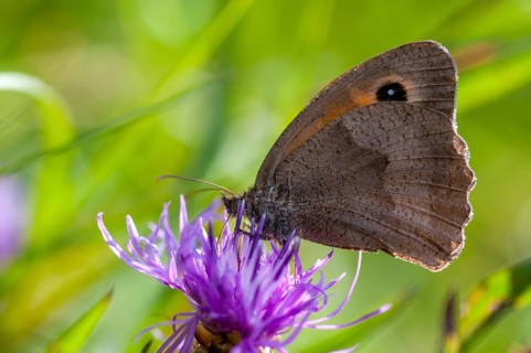 Big ox eye, maniola jurtina, meadow brown, butterfly, insects, butterfly, butterfly, butterfly