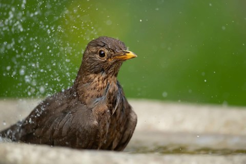 European blackbird (Turdus merula) adult female bird bathing in a garden bird water bath, Suffolk,