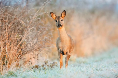 European roe deer (Capreolus capreolus), a doe in a meadow covered in hoarfrost, North